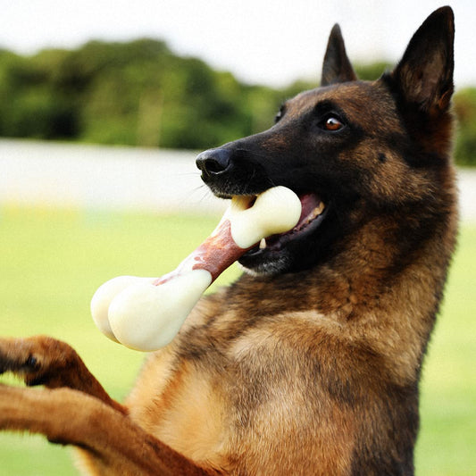 Chewing on Nylon Bones: The Benefits for Your Dog's Health