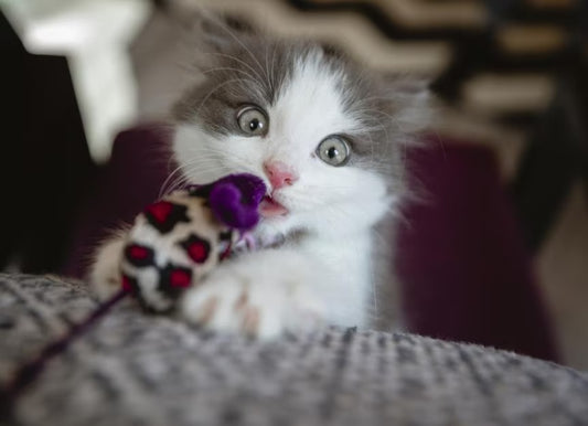 Kitten Teething Guide