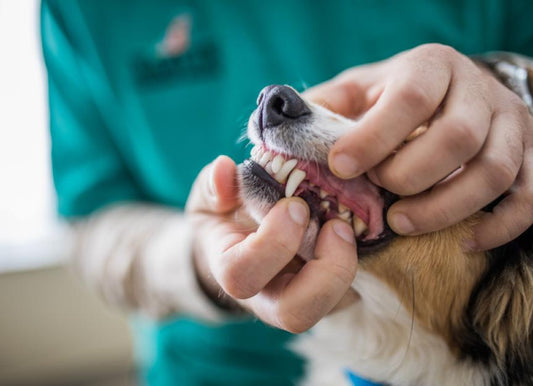How Much Does Dog Teeth Cleaning Cost?