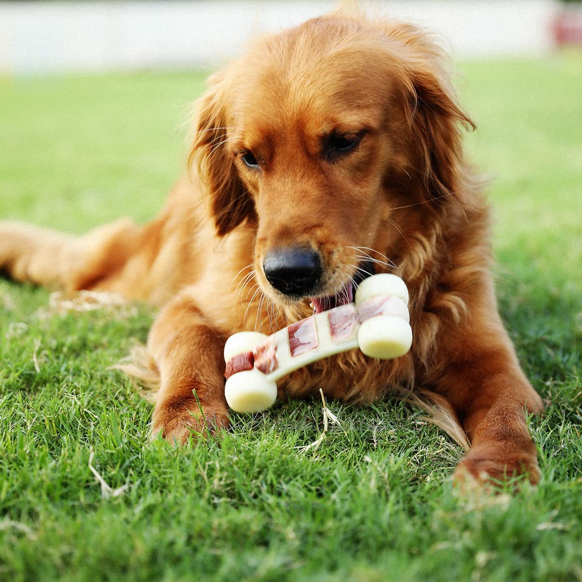 Tikaton Dog Teething Chew Toys Hammer Bones-Beef Flavor