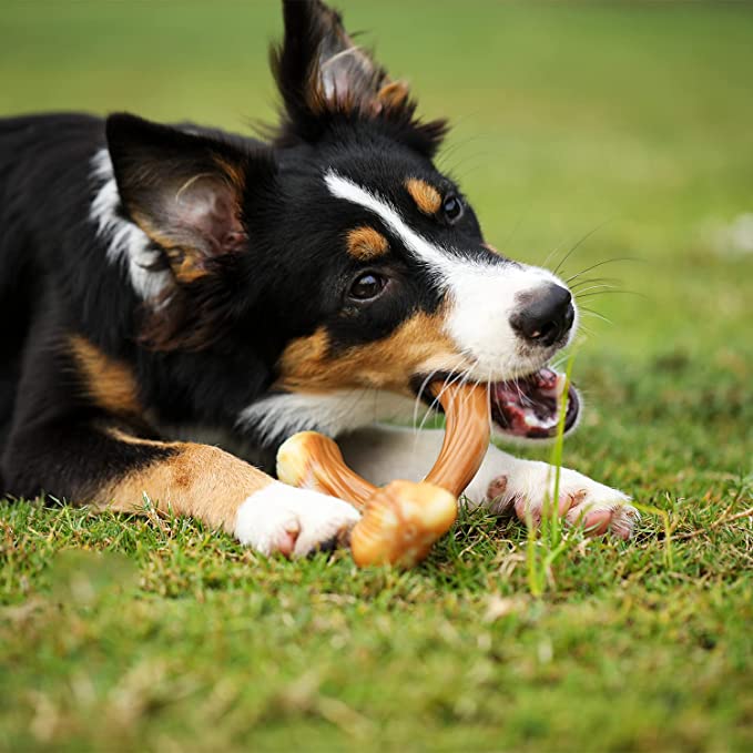 Tikaton Dog Teething Chew Toys Y-Bones-Bacon Flavor