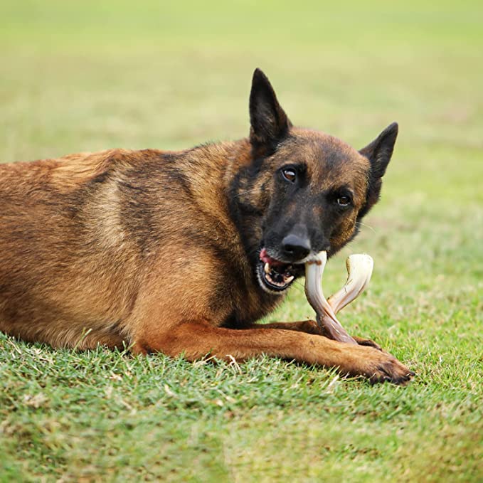 Tikaton Dog Teething Chew Toys Y-Bones-Beef Flavor