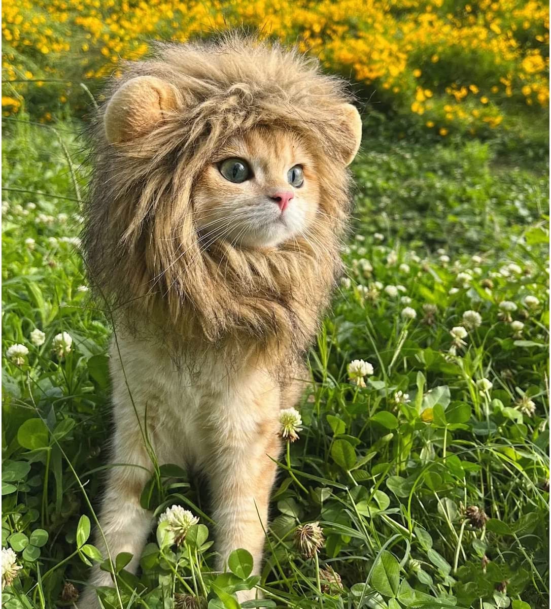 Cute cat headgear