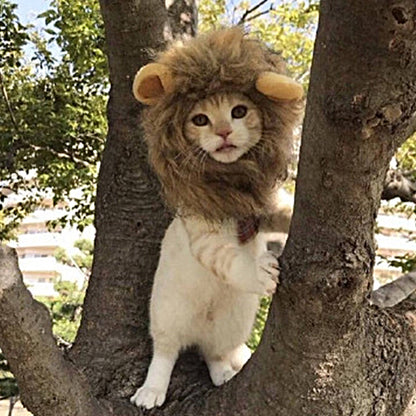 Cute cat headgear