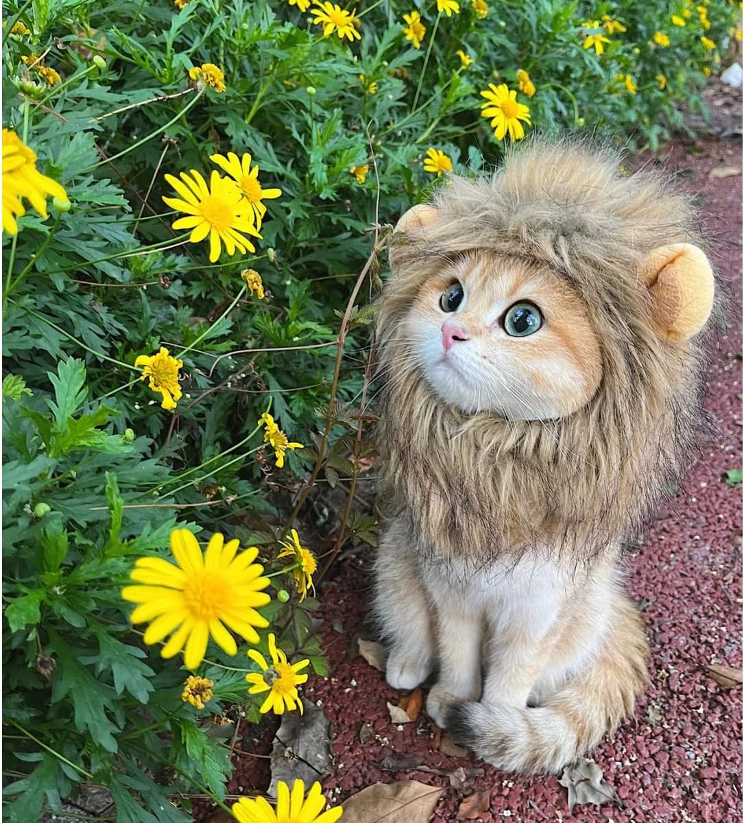 Cute cat headgear
