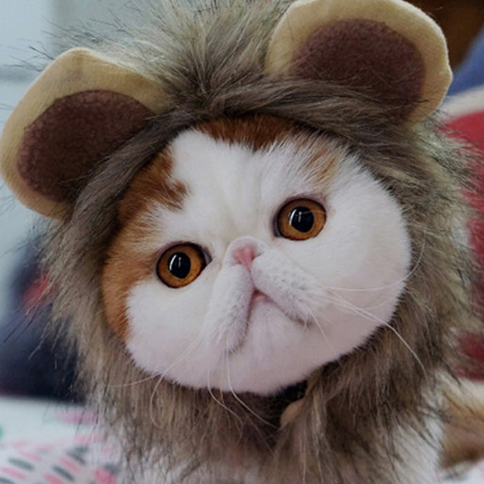 Cute cat headgear