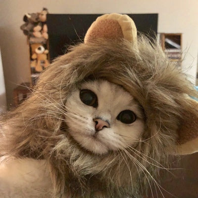 Cute cat headgear