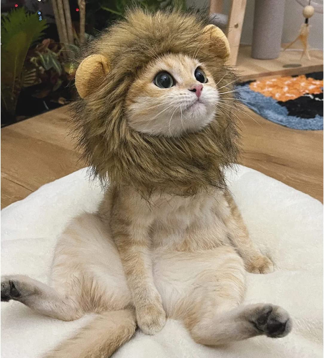 Cute cat headgear