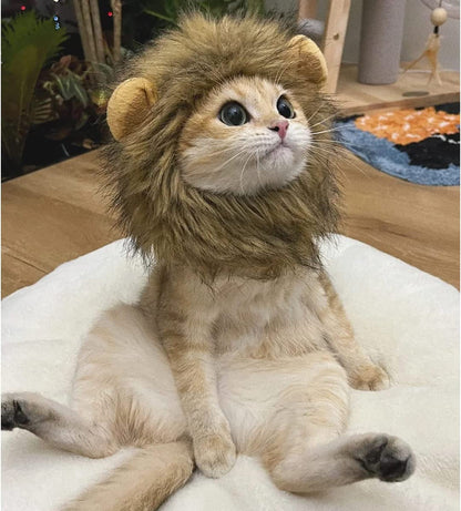 Cute cat headgear