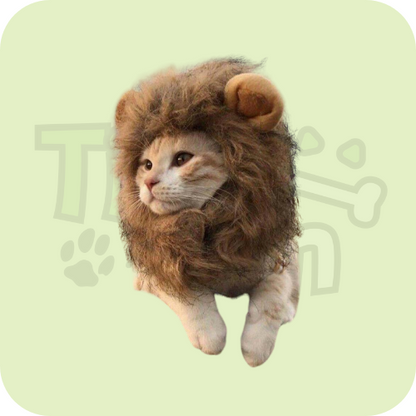 Cute cat headgear
