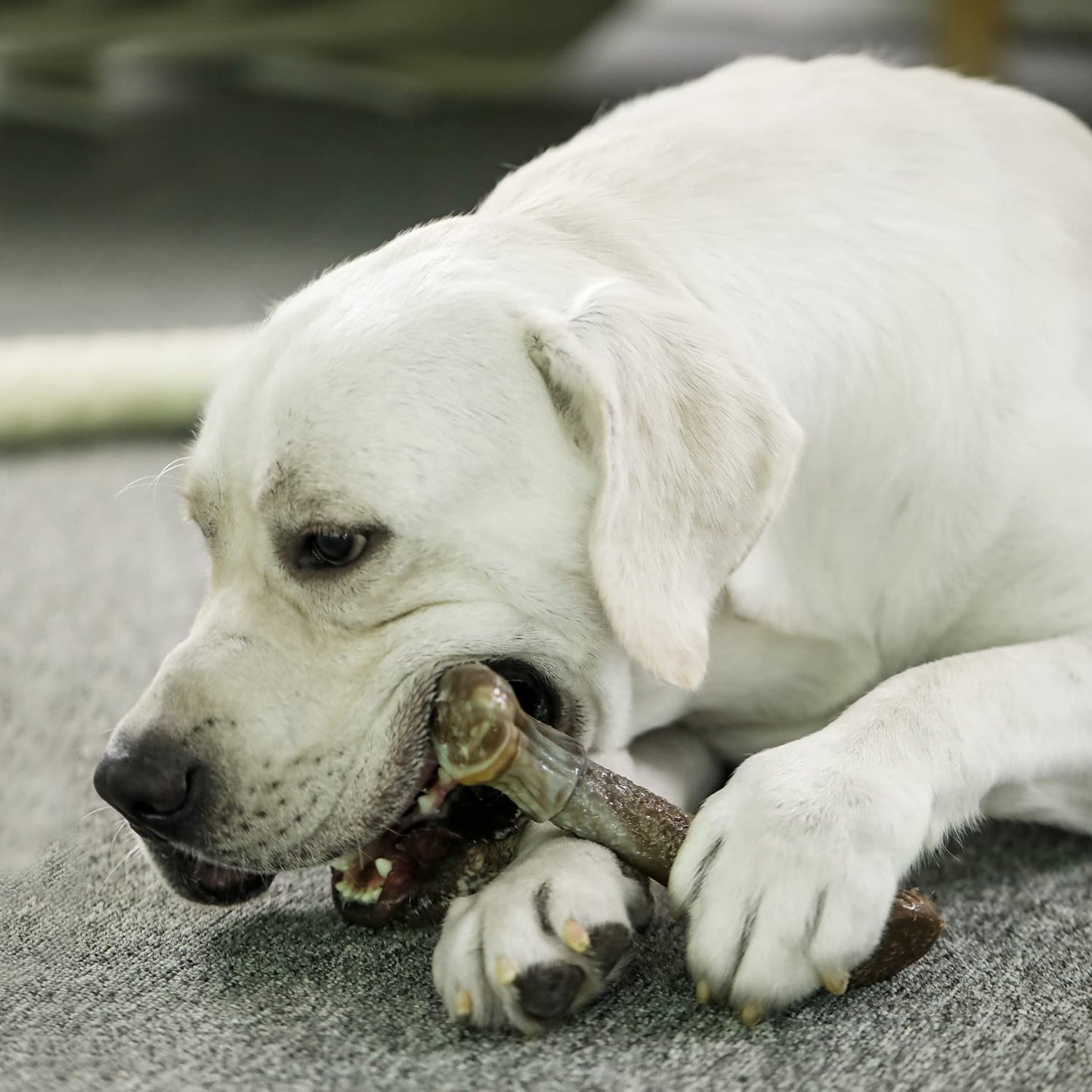 Tikaton Dog Teething Chew Toys HornBones