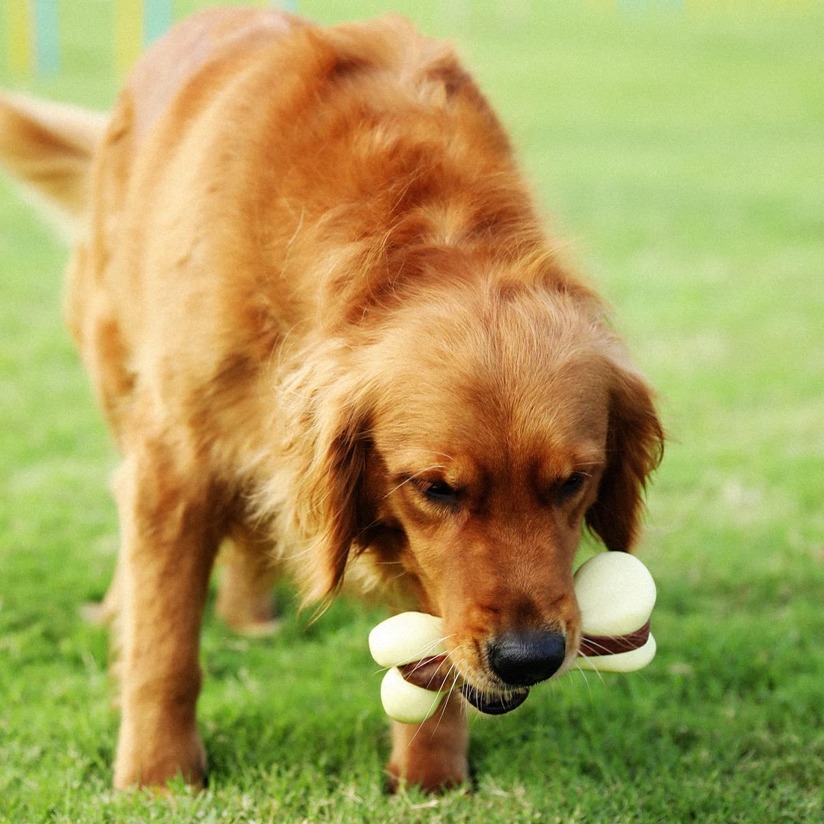 Tikaton Dog Teething Chew Toys Bones-Beef Flavor