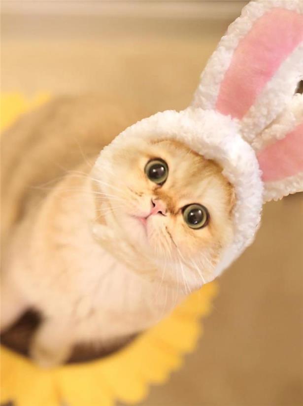 Cute cat headgear