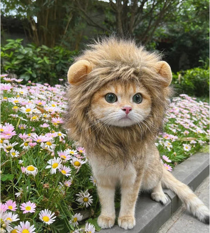 Cute cat headgear